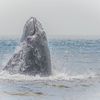 Video: Whale Spotted In Waters Off Rockaway Beach